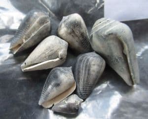 7 COWRIE SHELLS SHOWING ORIGINAL COLOUR - MIOCENE, FRANCE.