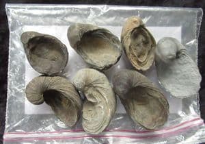 7 GRYPHAEA ARCUATA - JURASSIC, GLOUCESTERSHIRE.