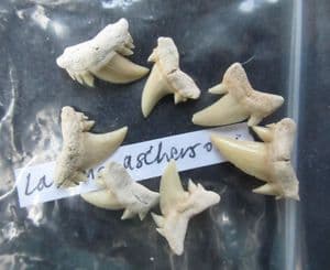 7 SHARKS TEETH - CRETOLAMNA ASCHERSONI - EOCENE, MOROCCO.