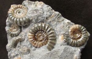 8 BEAUTIFUL PROMICROCERAS FROM LYME REGIS.