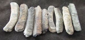 9 EAGLE RAY TEETH - EOCENE, HAMPSHIRE.