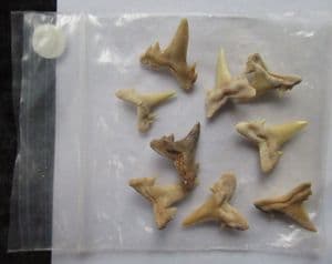 9 ODONTASPIS SUBSTRIATA MUT ATLASI TEETH - EOCENE, MOROCCO.