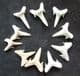 9 SHARK TEETH - ODONTASPIS WINKLERI - EOCENE, MOROCCO.
