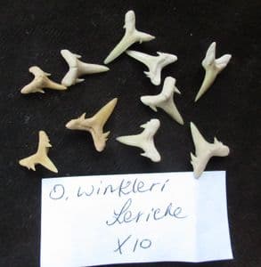 9 SHARK TEETH - ODONTASPIS WINKLERI - EOCENE, MOROCCO.