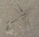A NUMBER OF DIFFERENT INSECTS 7 A LEAF - EOCENE, COLORADO, USA.