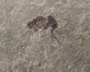 A NUMBER OF DIFFERENT INSECTS 7 A LEAF - EOCENE, COLORADO, USA.