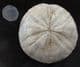 A PERFECT CLYPEUS OR 'POUNDSTONE' - JURASSIC, GLOUCESTERSHIRE.