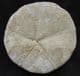 A PERFECT CLYPEUS OR 'POUNDSTONE' - JURASSIC, GLOUCESTERSHIRE.