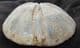A PERFECT CLYPEUS OR 'POUNDSTONE' - JURASSIC, GLOUCESTERSHIRE.