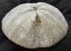 A PERFECT CLYPEUS OR 'POUNDSTONE' - JURASSIC, GLOUCESTERSHIRE.