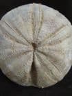 A PERFECT CLYPEUS OR 'POUNDSTONE' - JURASSIC, GLOUCESTERSHIRE.