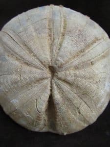 A PERFECT CLYPEUS OR 'POUNDSTONE' - JURASSIC, GLOUCESTERSHIRE.