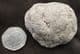 A REPTILE COPROLITE FROM LYME REGIS.