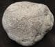 A REPTILE COPROLITE FROM LYME REGIS.