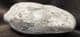 A REPTILE COPROLITE FROM LYME REGIS.