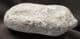 A REPTILE COPROLITE FROM LYME REGIS.