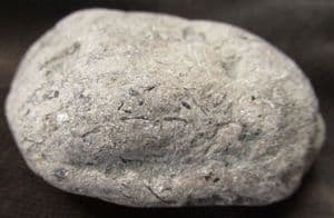 A REPTILE COPROLITE FROM LYME REGIS.
