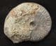 AALENIAN ZONAL INDEX AMMONITE - BEAMINSTER, DORSET.