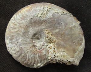 AALENIAN ZONAL INDEX AMMONITE - BEAMINSTER, DORSET.