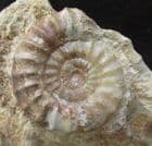 ACANTHOPLEUROCERAS MAUGENESTI - JURASSIC, FRANCE.