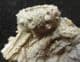 ACROSALENIA HEMICIDAROIDES WITH SPINES - JURASSIC, FRANCE.