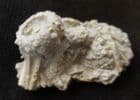 ACROSALENIA HEMICIDAROIDES WITH SPINES - JURASSIC, FRANCE.