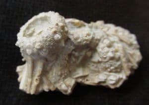 ACROSALENIA HEMICIDAROIDES WITH SPINES - JURASSIC, FRANCE.