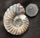 AEGASTEROCERAS SAGITTARIUM - JURASSIC, SCUNTHORPE.