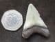 AFFORDABLE 'MEG' TOOTH - MIOCENE, FLORIDA.