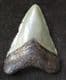 AFFORDABLE 'MEG' TOOTH - MIOCENE, FLORIDA.