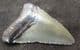 AFFORDABLE 'MEG' TOOTH - MIOCENE, FLORIDA.