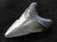 AFFORDABLE 'MEG' TOOTH - MIOCENE, FLORIDA.