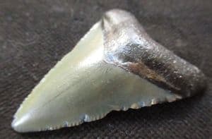 AFFORDABLE 'MEG' TOOTH - MIOCENE, FLORIDA.