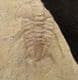 ALBERTELLA HELENA -MIDDLE CAMBRIAN, NEVADA, USA.