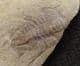 ALBERTELLA HELENA -MIDDLE CAMBRIAN, NEVADA, USA.