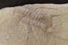 ALBERTELLA HELENA -MIDDLE CAMBRIAN, NEVADA, USA.