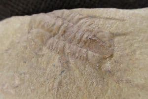 ALBERTELLA HELENA -MIDDLE CAMBRIAN, NEVADA, USA.