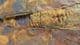 ALUMETTOCERAS SP - AN ORTHOCONE NAUTILOID - ORDOVICIAN, WALES.