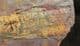 ALUMETTOCERAS SP - AN ORTHOCONE NAUTILOID - ORDOVICIAN, WALES.