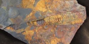 ALUMETTOCERAS SP - AN ORTHOCONE NAUTILOID - ORDOVICIAN, WALES.