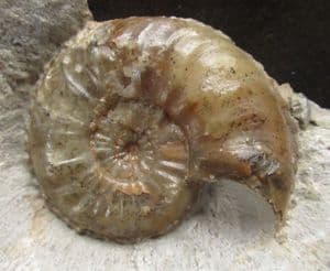 AMALTHEUS GIBBOSUS - JURASSIC, GLOUCESTERSHIRE.