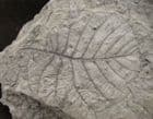 AMAZINGLY WELL PRESERVED POPLAR LEAVES - PLIOCENE, GERMANY.