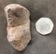 AMERICAN MASTODON - PARTIAL TOOTH - PLEISTOCENE, FLORIDA.