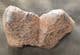 AMERICAN MASTODON - PARTIAL TOOTH - PLEISTOCENE, FLORIDA.