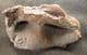 AMERICAN MASTODON - PARTIAL TOOTH - PLEISTOCENE, FLORIDA.