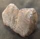 AMERICAN MASTODON - PARTIAL TOOTH - PLEISTOCENE, FLORIDA.