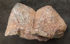 AMERICAN MASTODON - PARTIAL TOOTH - PLEISTOCENE, FLORIDA.
