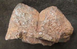 AMERICAN MASTODON - PARTIAL TOOTH - PLEISTOCENE, FLORIDA.