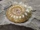 AMMONITE ON DIAMOND SHAPED MATRIX - JURASSIC, LYME REGIS.