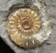 AMMONITE ON DIAMOND SHAPED MATRIX - JURASSIC, LYME REGIS.